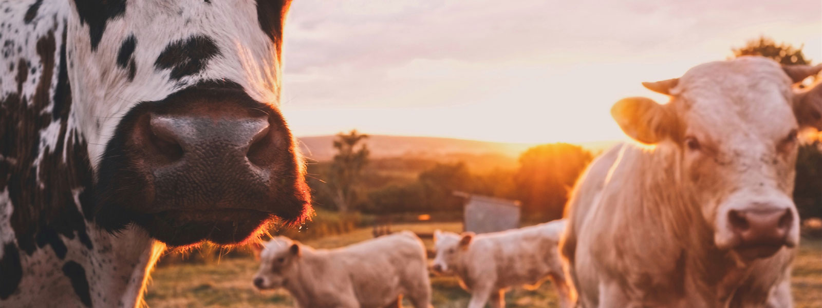 Urlaub Bauernhof Ammersee